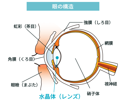 眼の構造図
