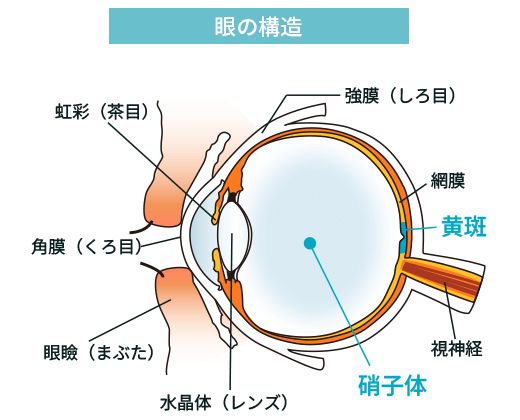 眼の構造図